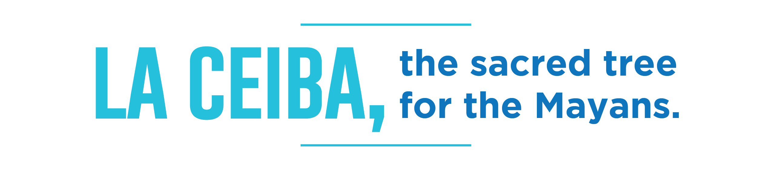 La Ceiba, the sacred tree for the Mayans. Blog Río Secreto Lee