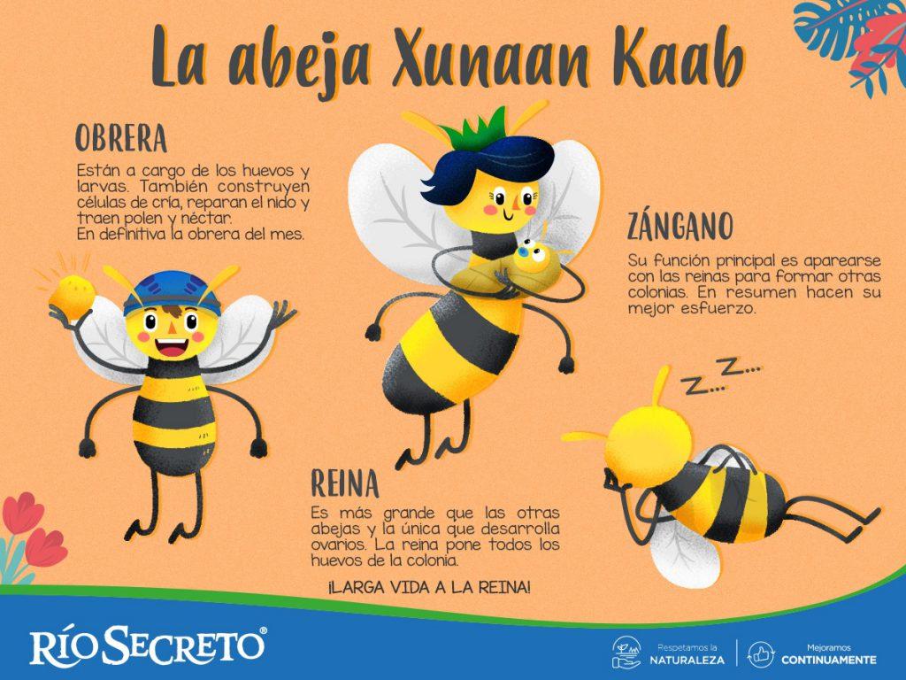 Conoce a la Abeja Melipona: La Abeja Sagrada Maya | Blog Río Secreto